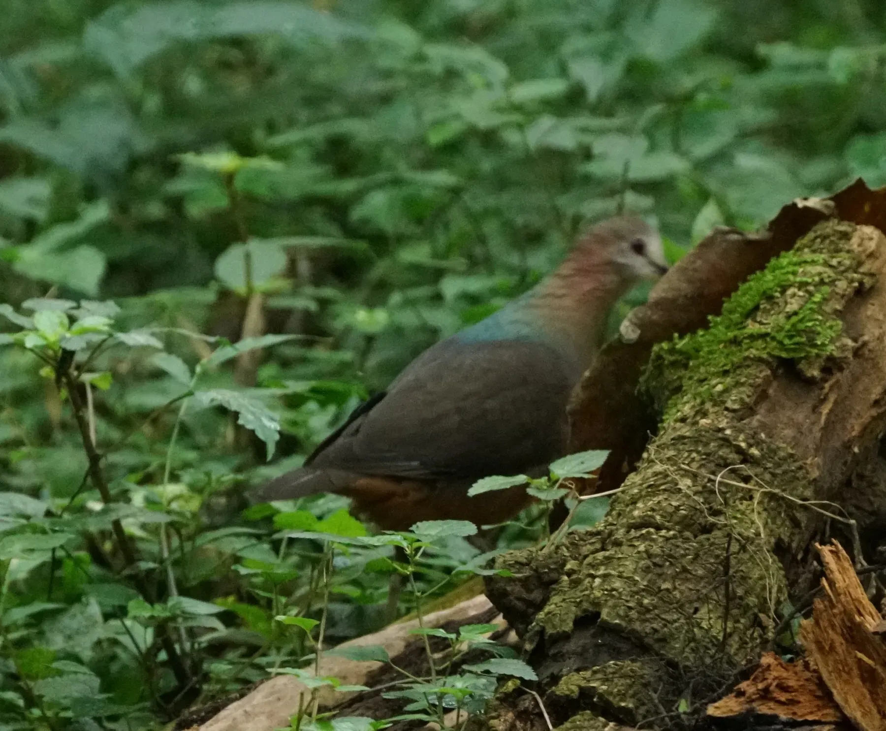 File:Aplopelia larvata jacksoni, Momella, Tanzania 1.jpg