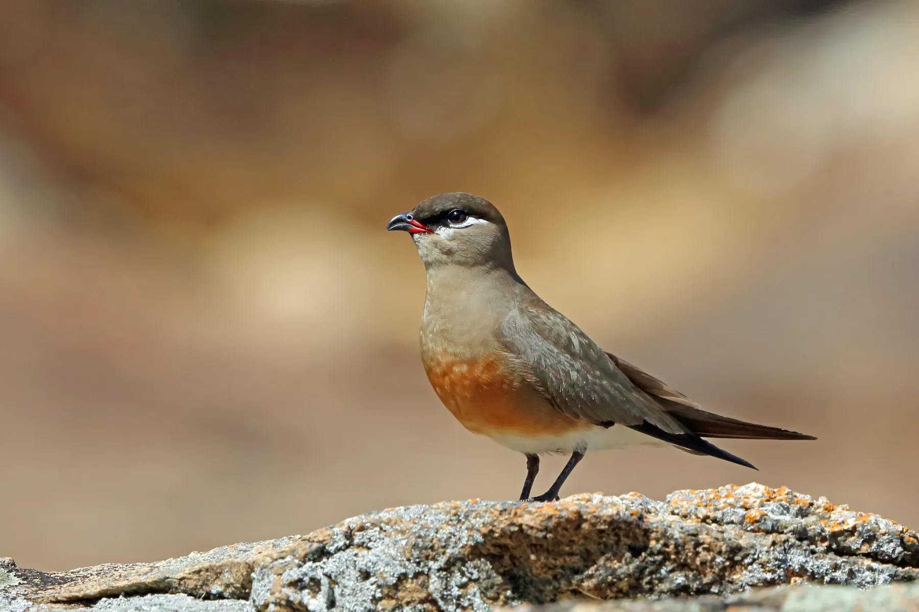 File:Madagascar pratincole (Glareola ocularis).jpg
