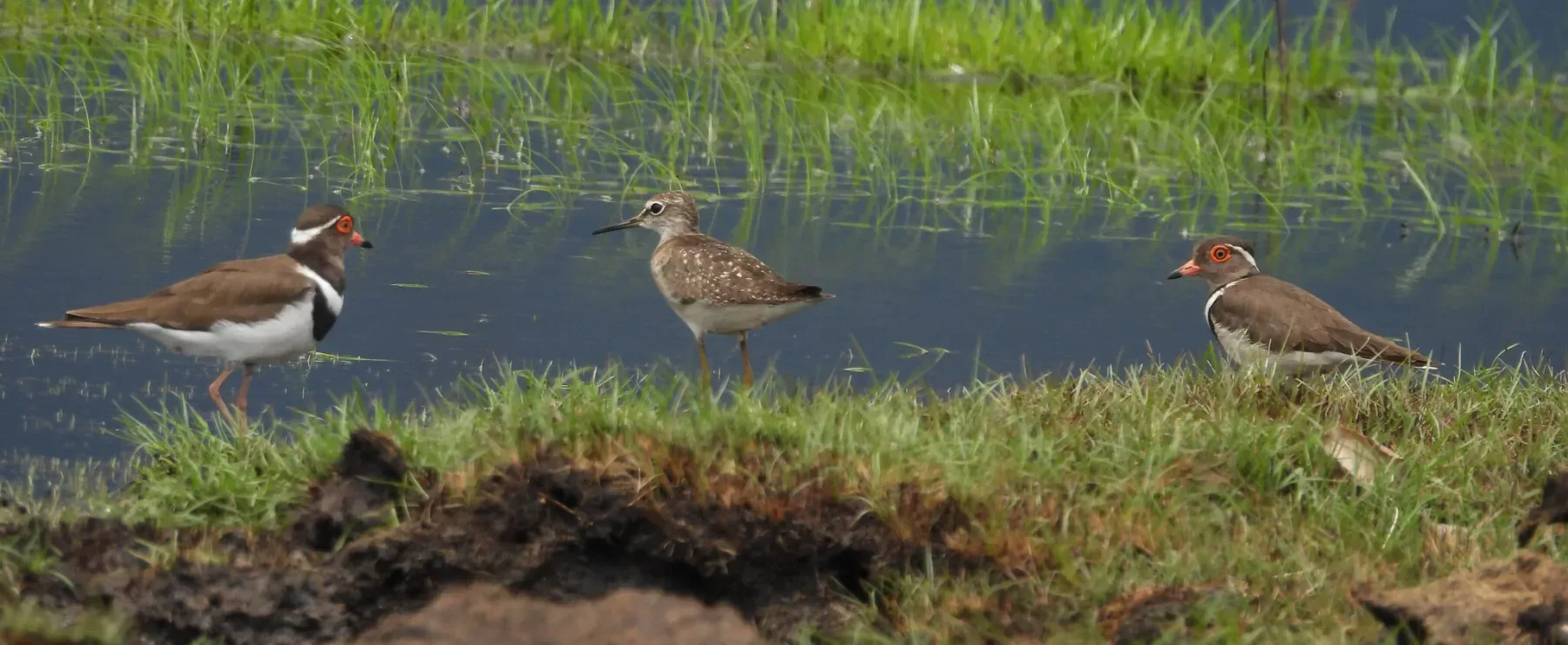 File:Forbes's plover (Thinornis forbesi) with wood sandpiper (Tringa glareola) 01.jpg