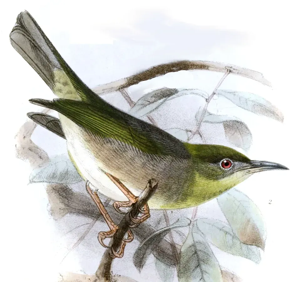 File:Zosterops inornatus Keulemans.jpg