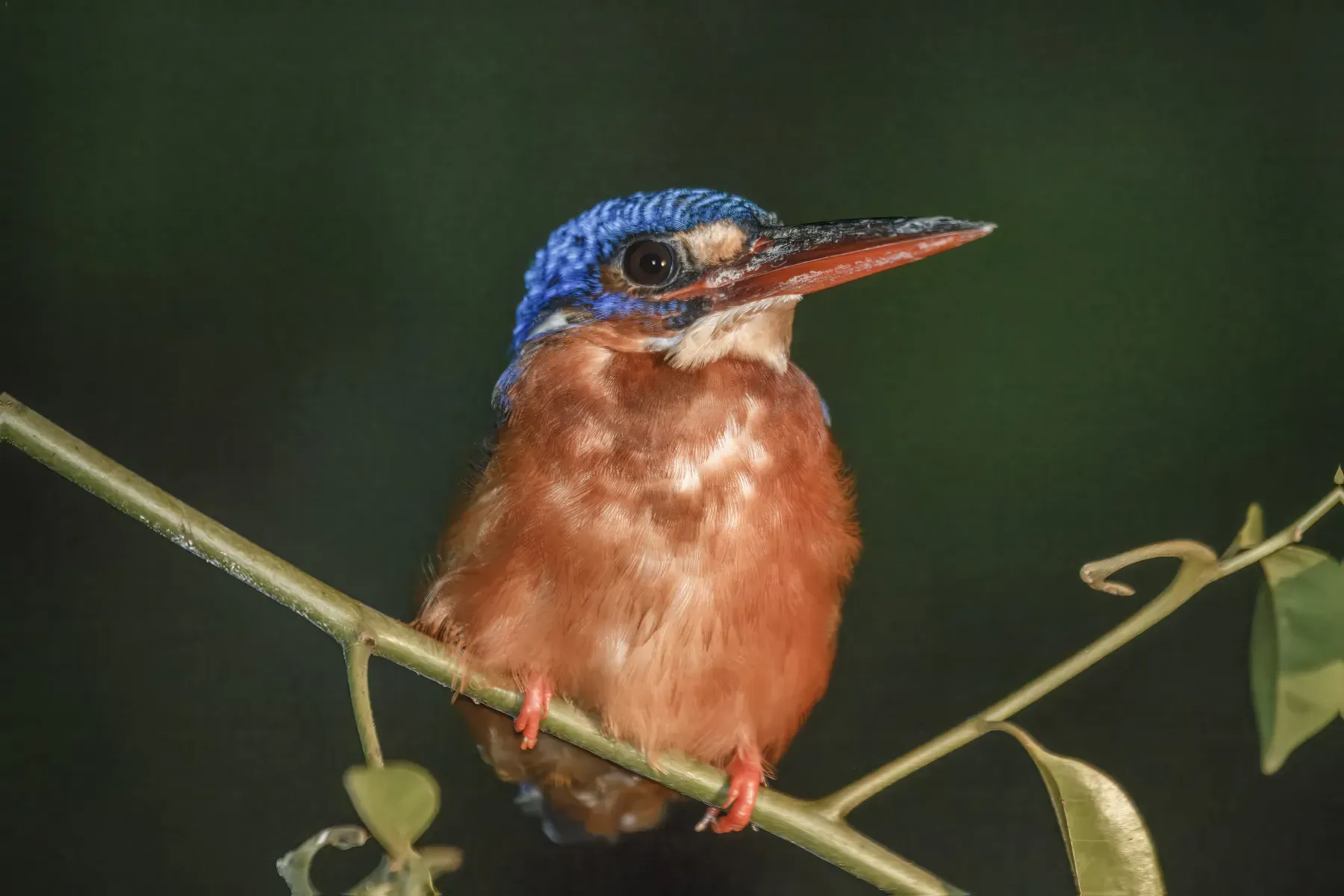 File:Blue-eared kingfisher (Alcedo meninting meninting).jpg