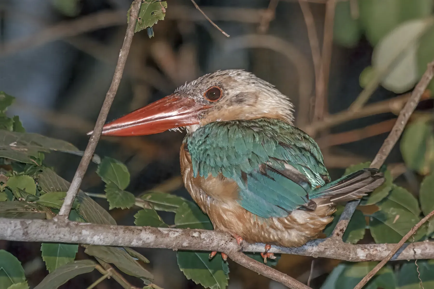 File:Stork-billed kingfisher (Pelargopsis capensis innominata) Kota Kinabatangan.jpg