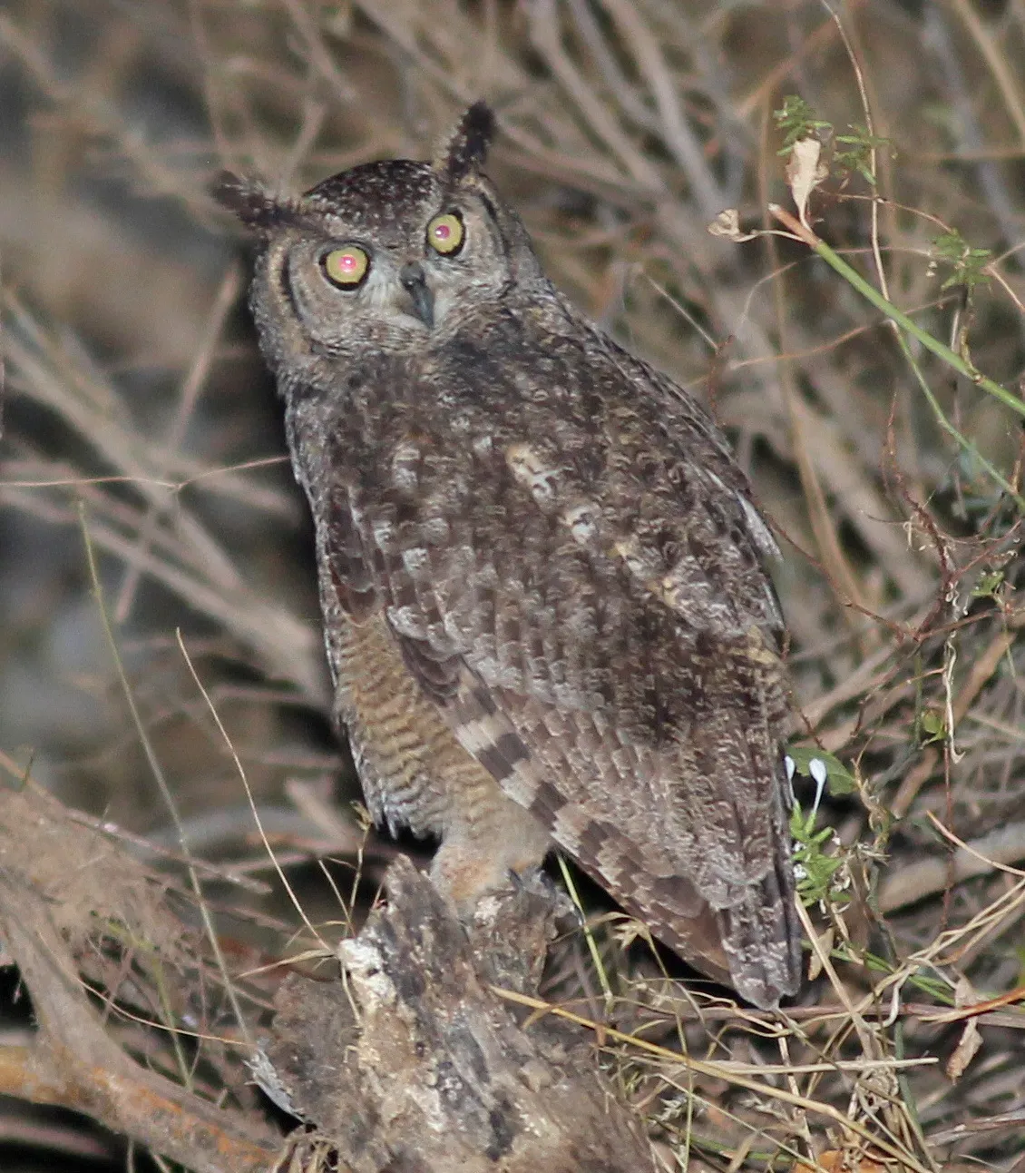 File:Arabian eagle-owl (Bubo milesi).jpg