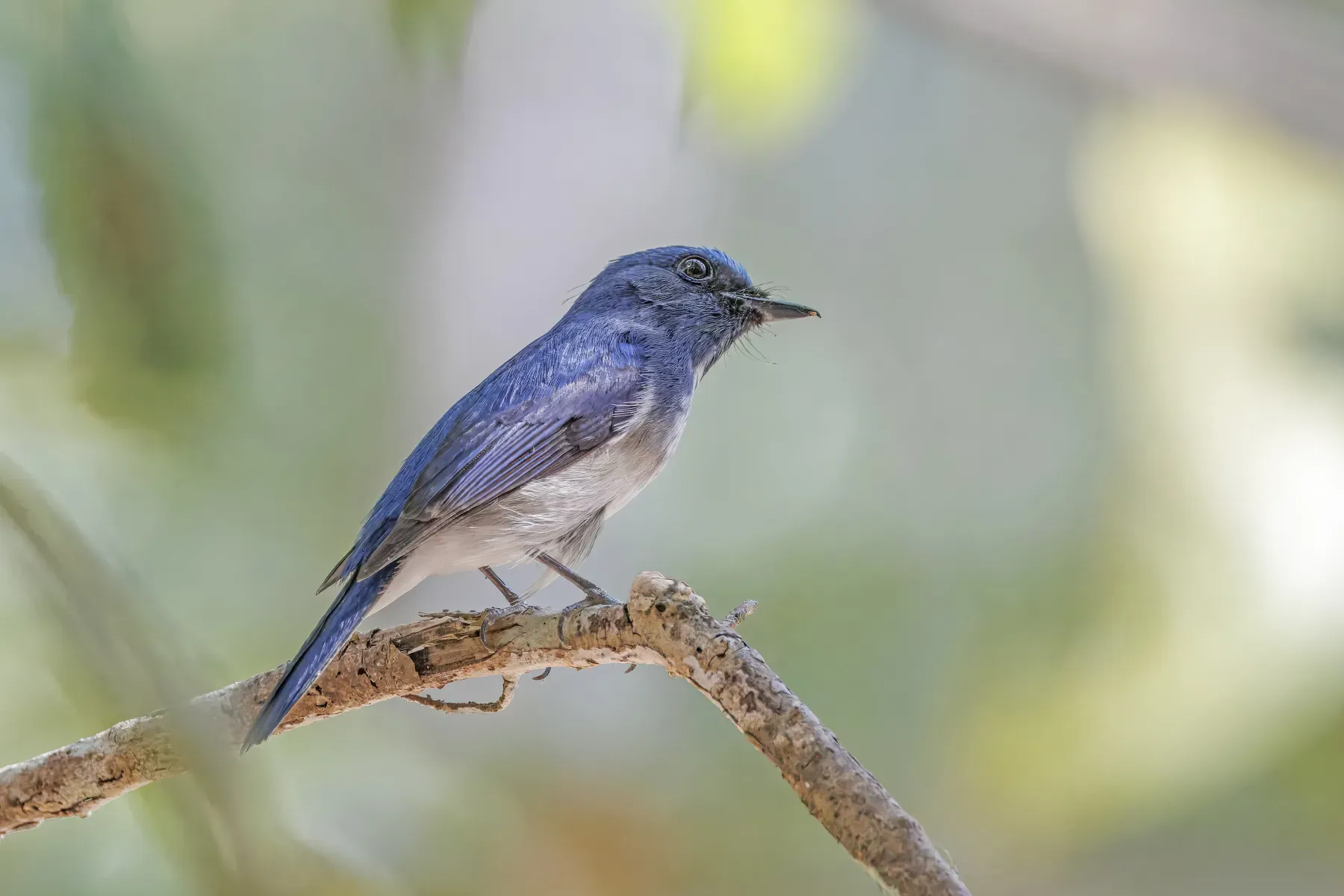 File:Hainan blue flycatcher (Cyornis hainanus) male Angkor.jpg