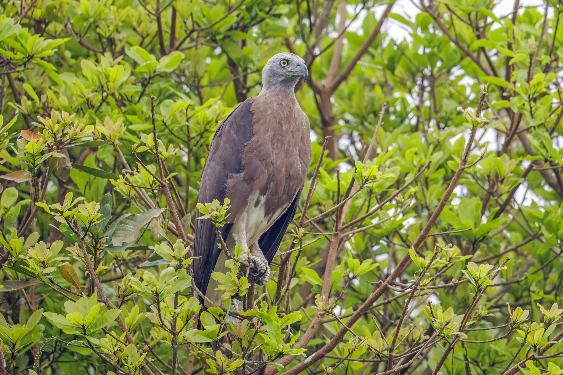 File:Grey-headed fish-eagle (Icthyophaga ichthyaetus) Prek Toal.jpg