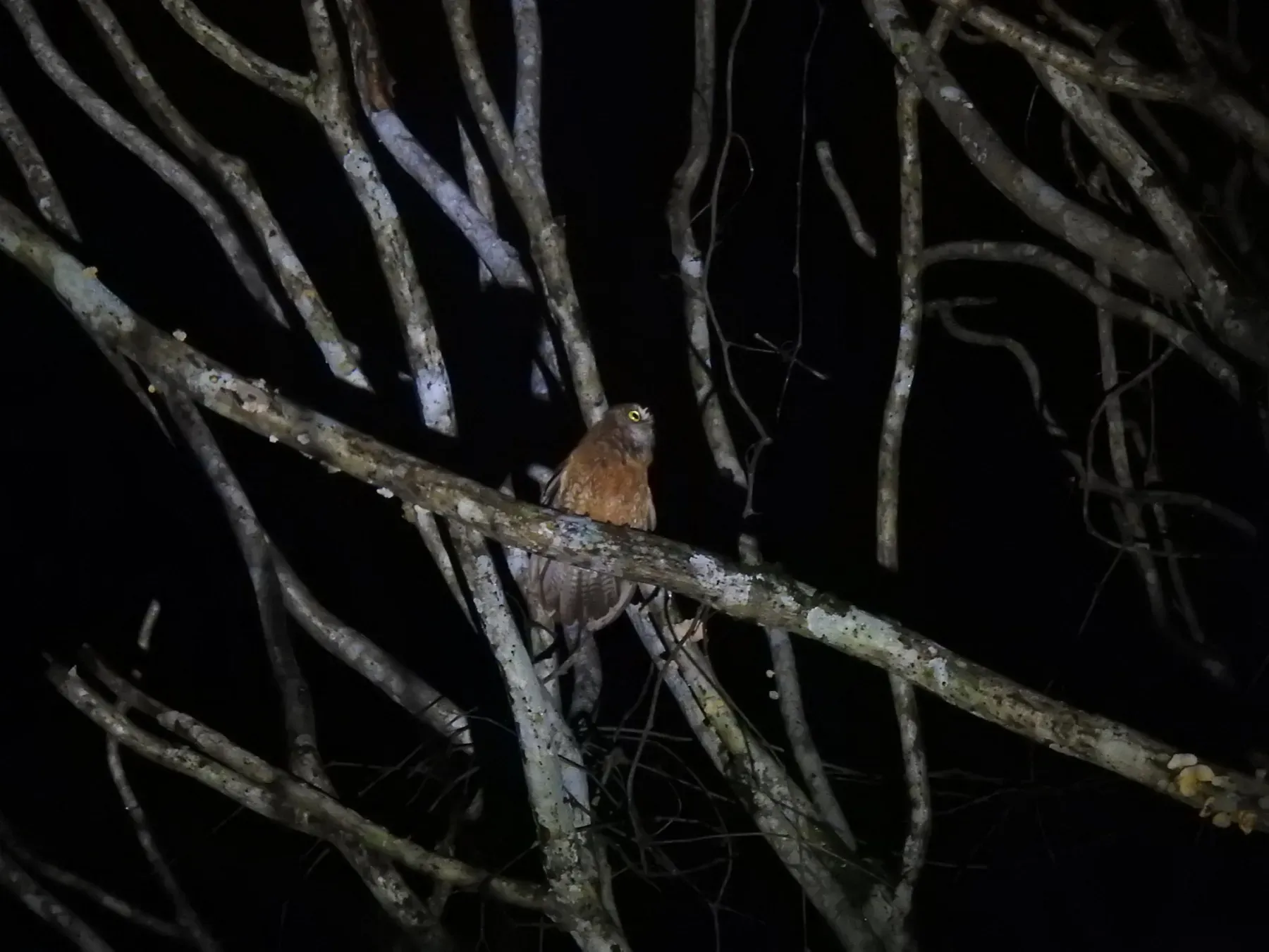 File:Least boobook (Ninox sumbaensis).jpg