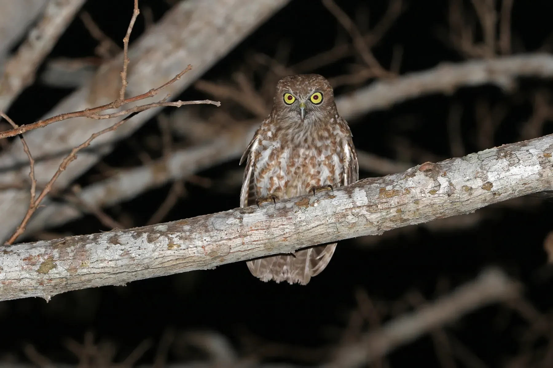 File:Rote boobook (Ninox rotiensis) 01.jpg