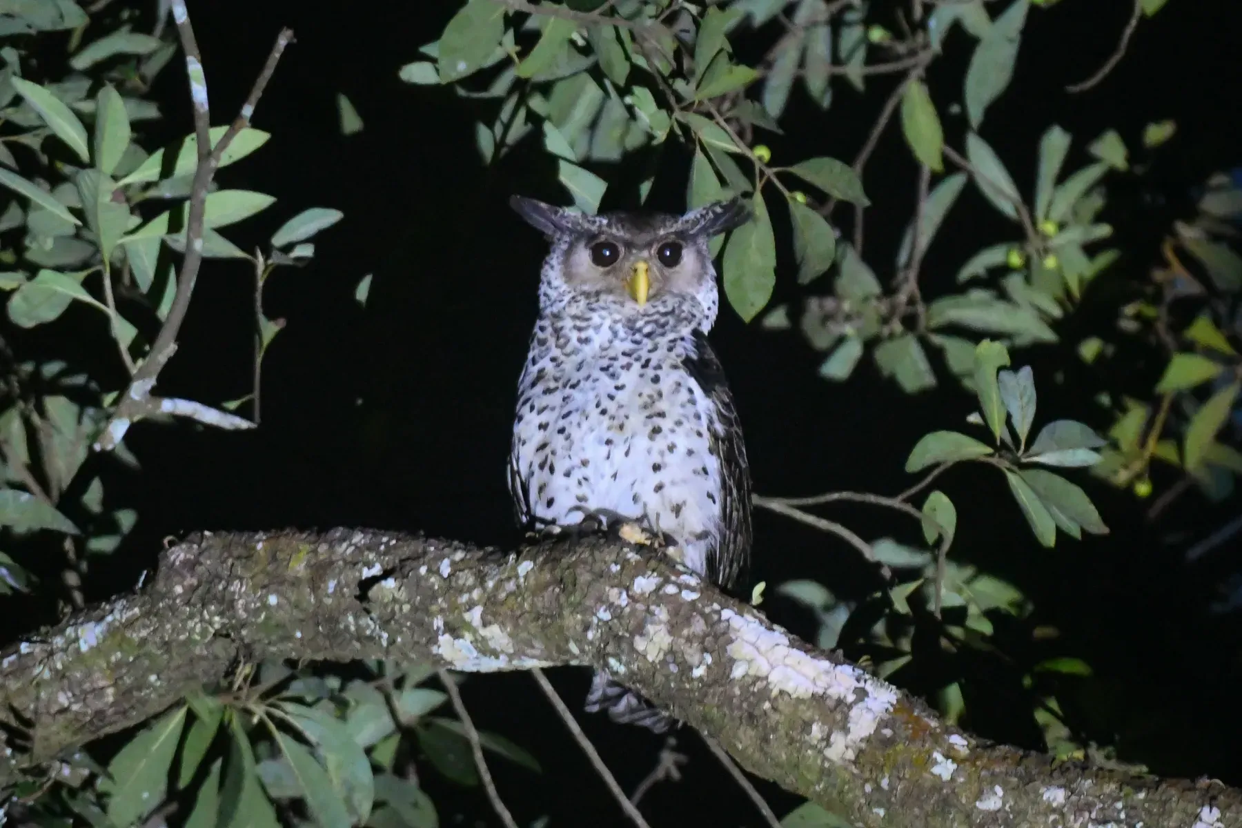 File:Spot-bellied Eagle-Owl (Ketupa nipalensis) DSC 8174.jpg