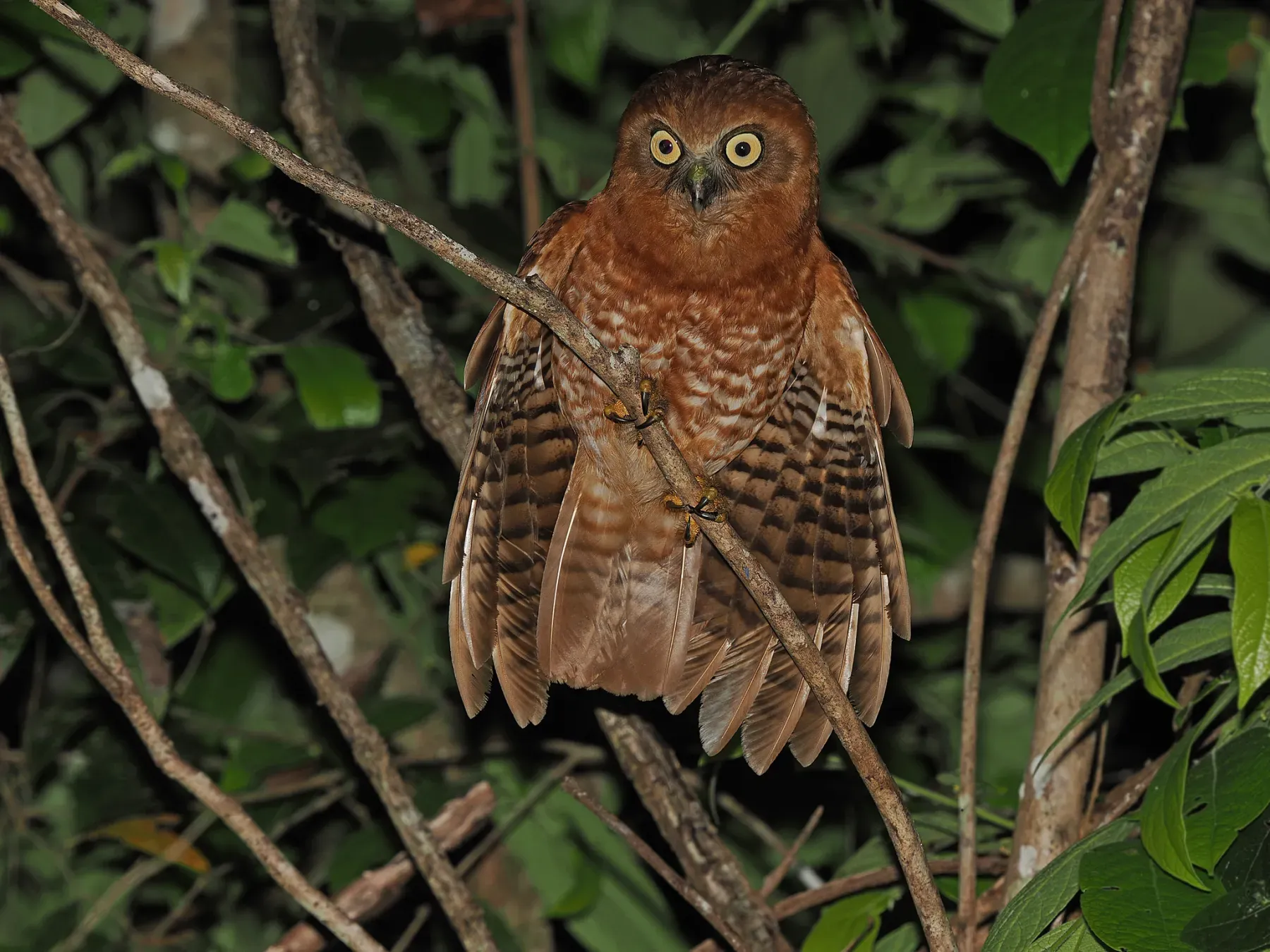 File:Tanimbar boobook (Ninox forbesi).jpg