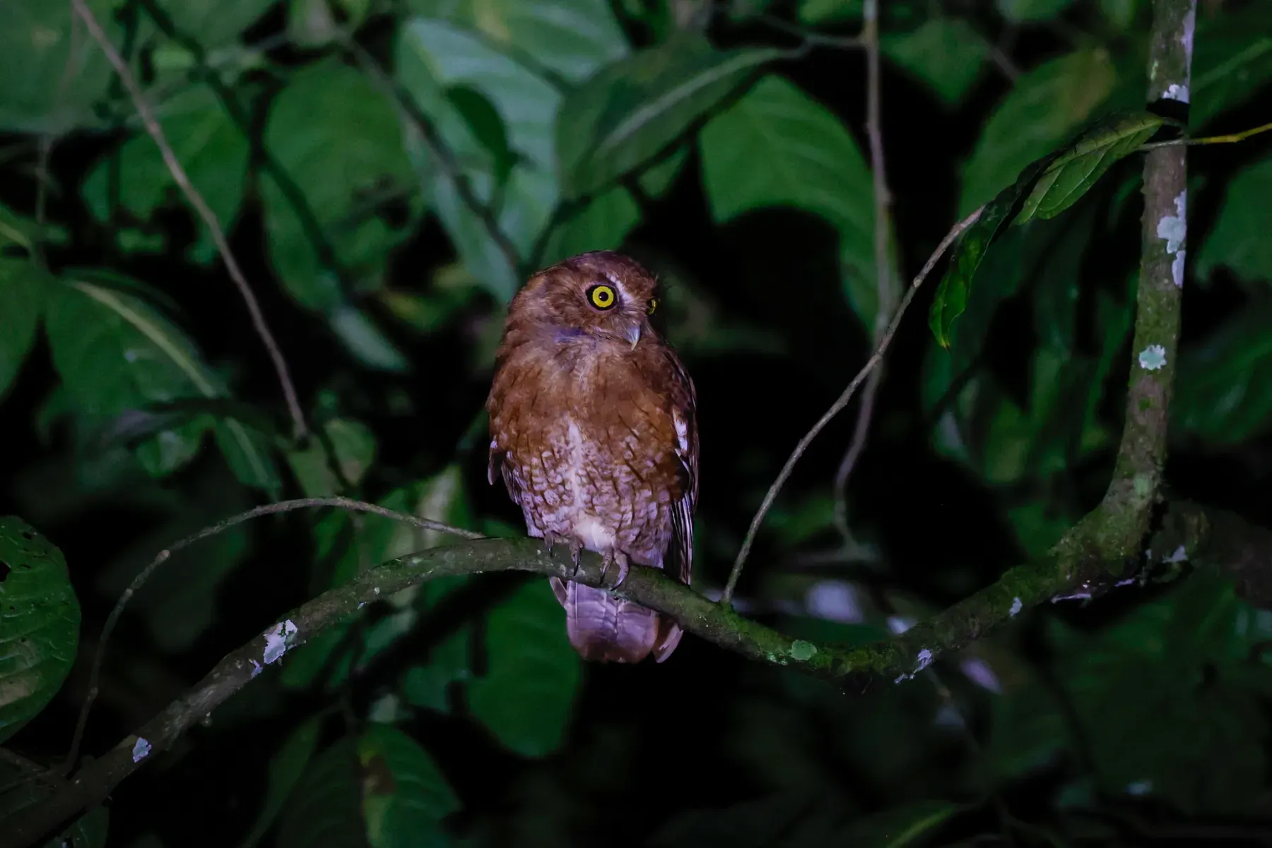 File:Santa Marta screech owl (Megascops gilesi).jpg