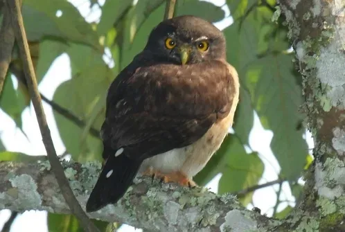 File:Glaucidium tephronotum 50707453 (cropped).jpg