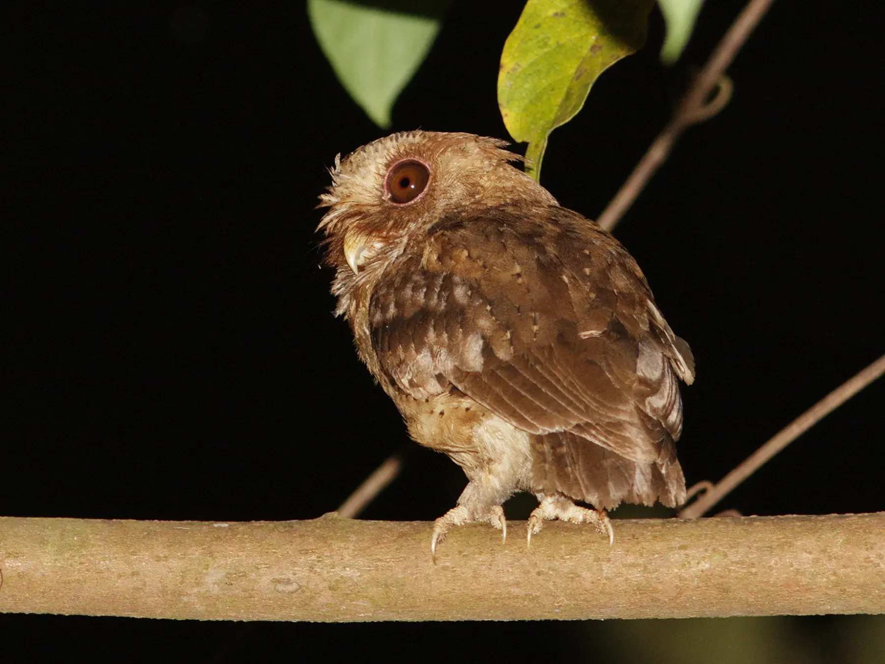 File:Reddish scops owl (Otus rufescens) 01.jpg
