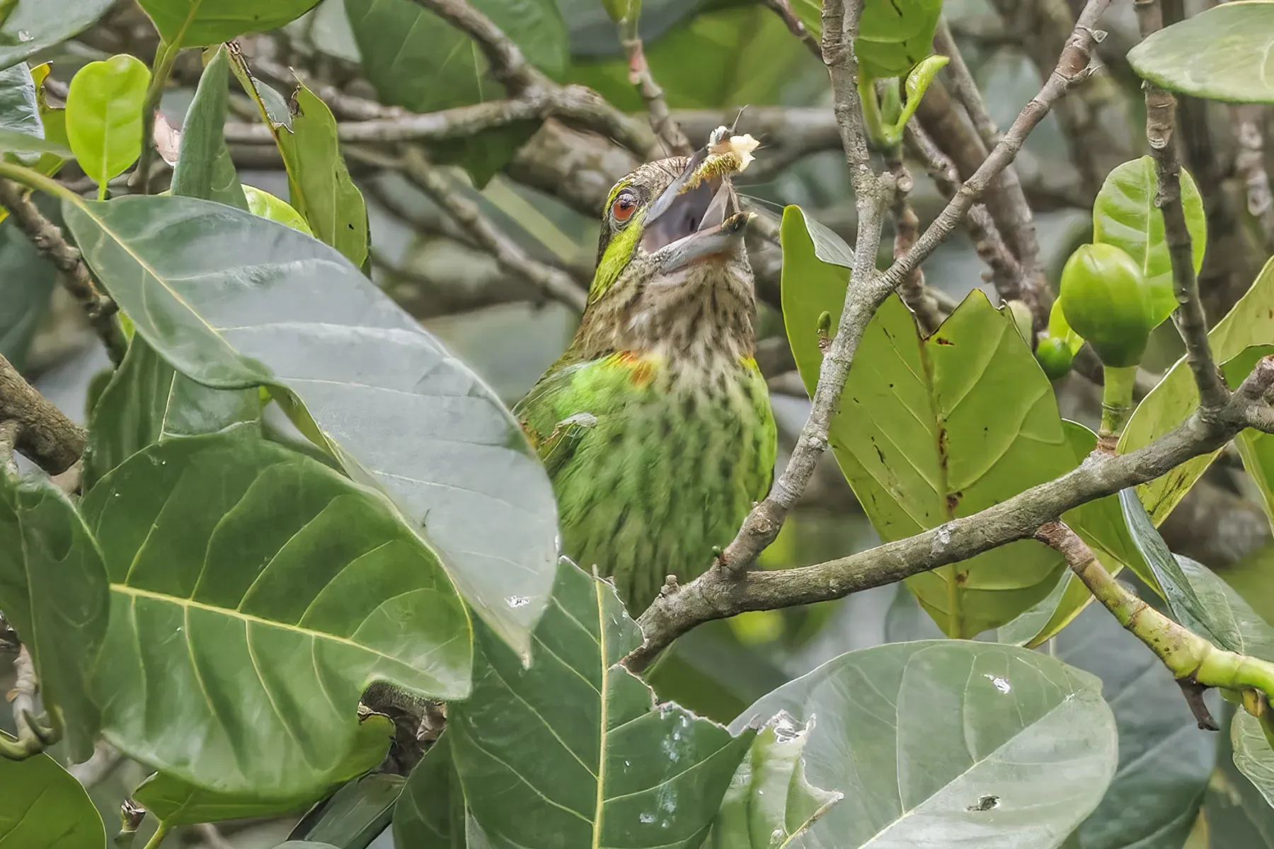 File:Green-eared barbet (Psilopogon faiostrictus) Bach Ma.jpg
