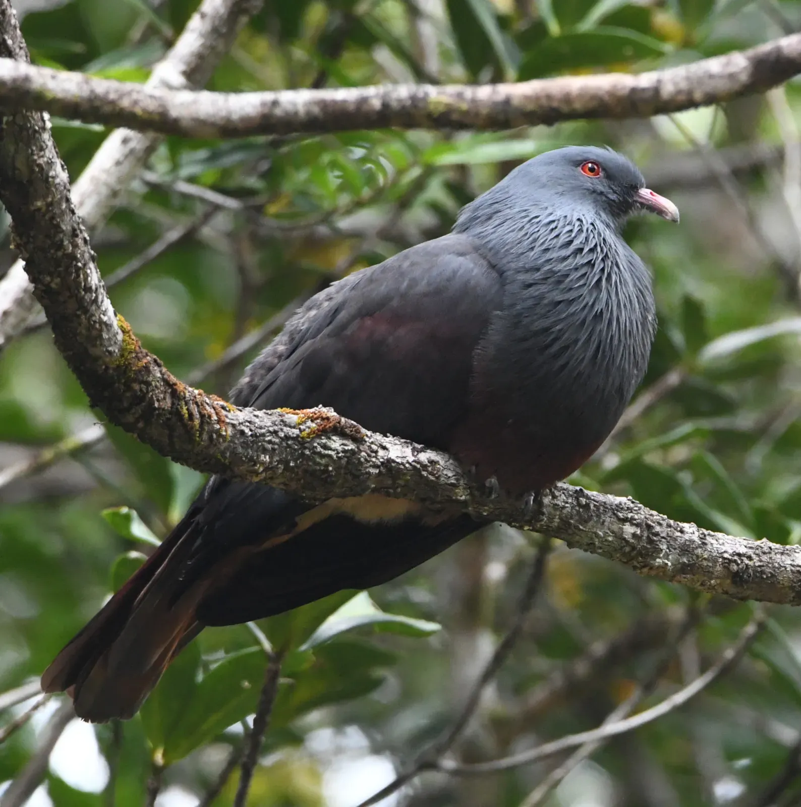 File:Ducula goliath.jpg