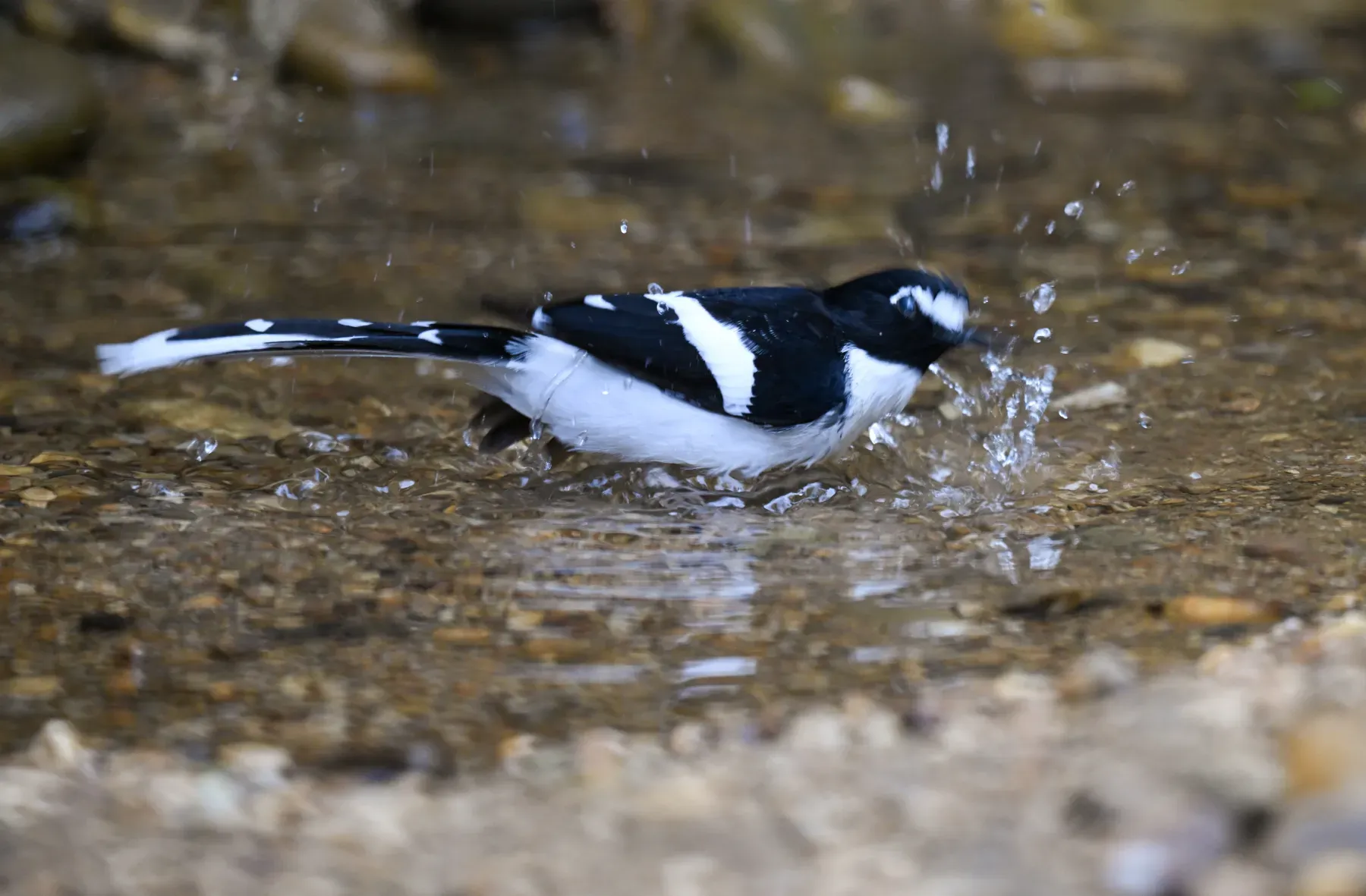 File:A Black-backed forktail (Enicurus immaculatus), spotted in Dulung Reserve Forest, Lakhimpur, Assam DSC 0855 1.jpg