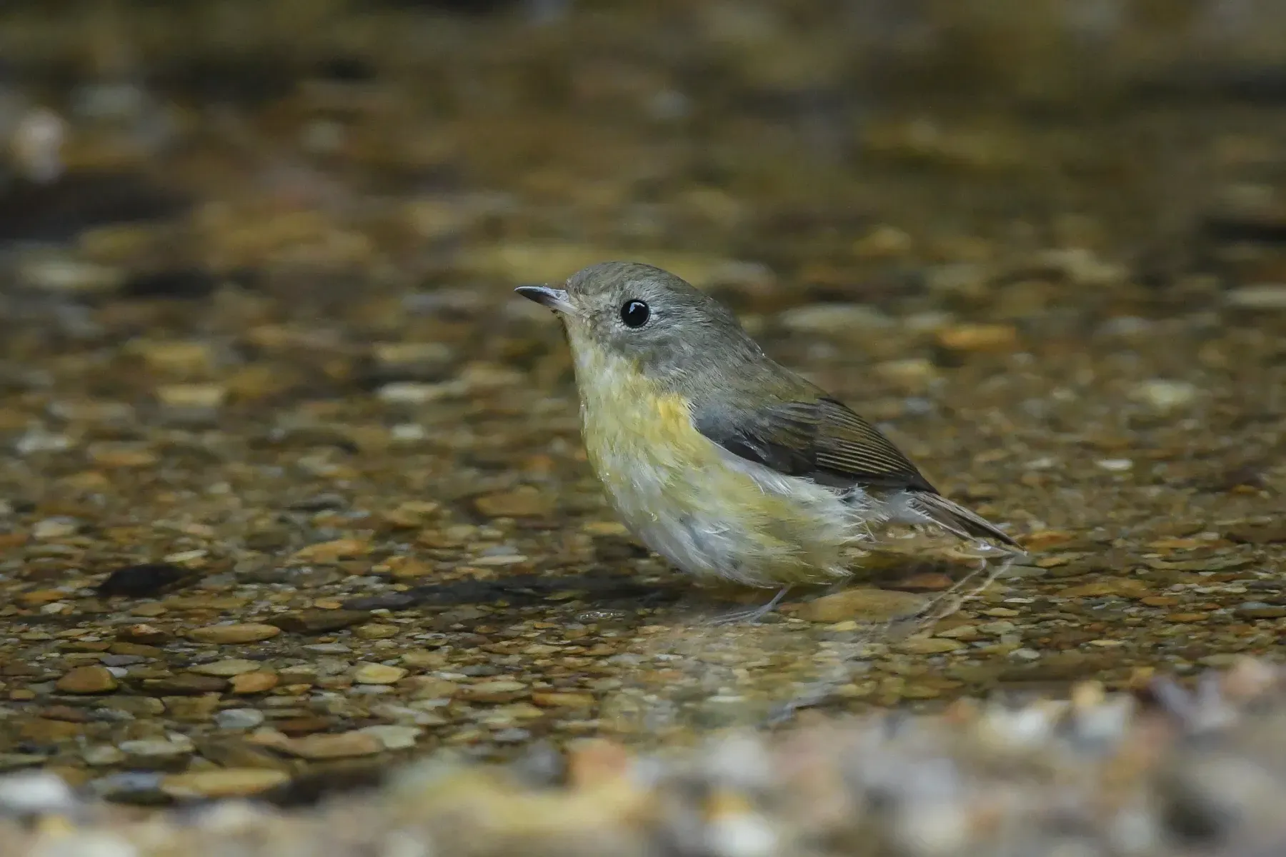File:A Pygmy flycatcher (Ficedula hodgsoni) is spotted in Dulung Reserve Forest, Assam.jpg