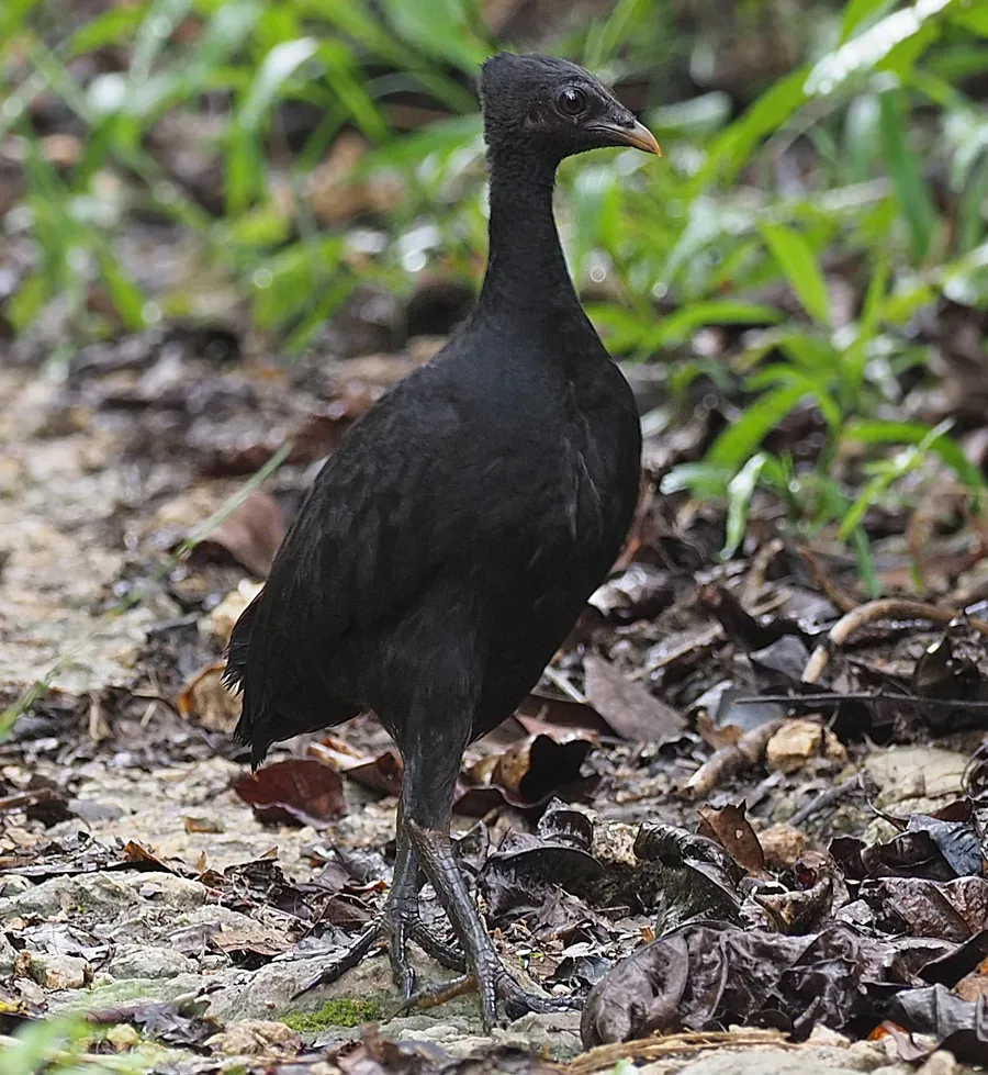 File:Megapodius freycinet 416866140 (cropped).jpg