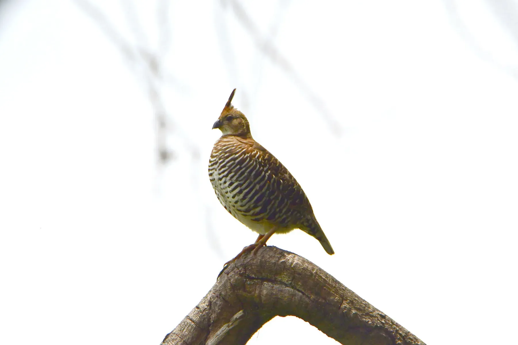 File:Banded quail (Philortyx fasciatus).jpg