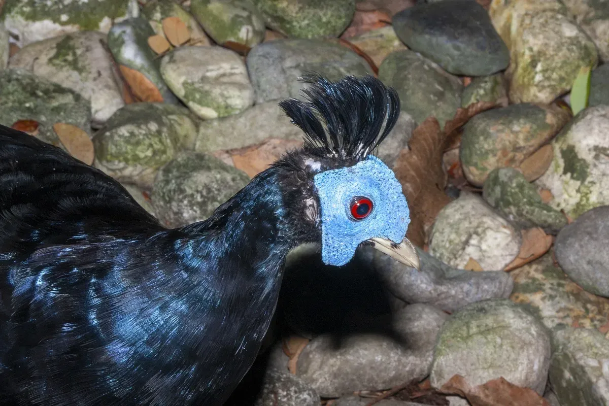 File:Malayan crested fireback (Lophura rufa) 01.jpg