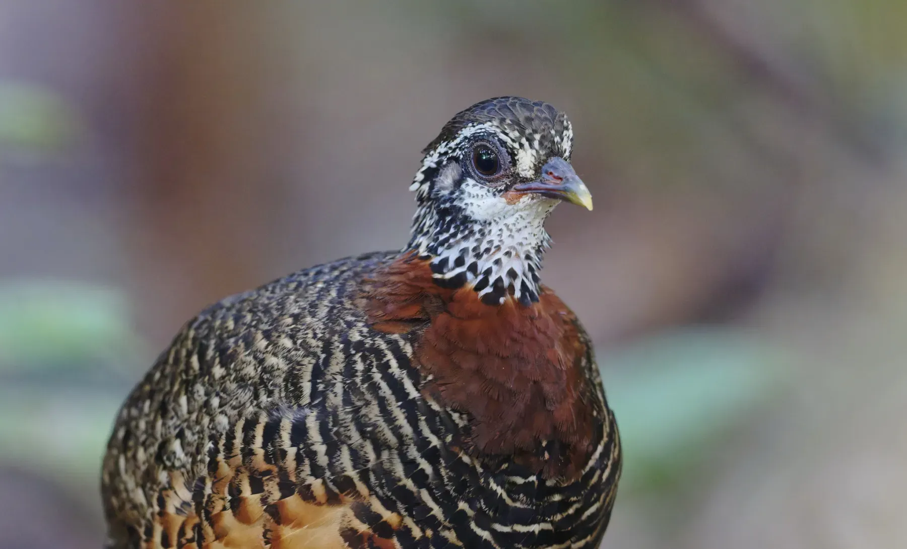 File:Sabah partridge (Tropicoperdix graydoni).jpg