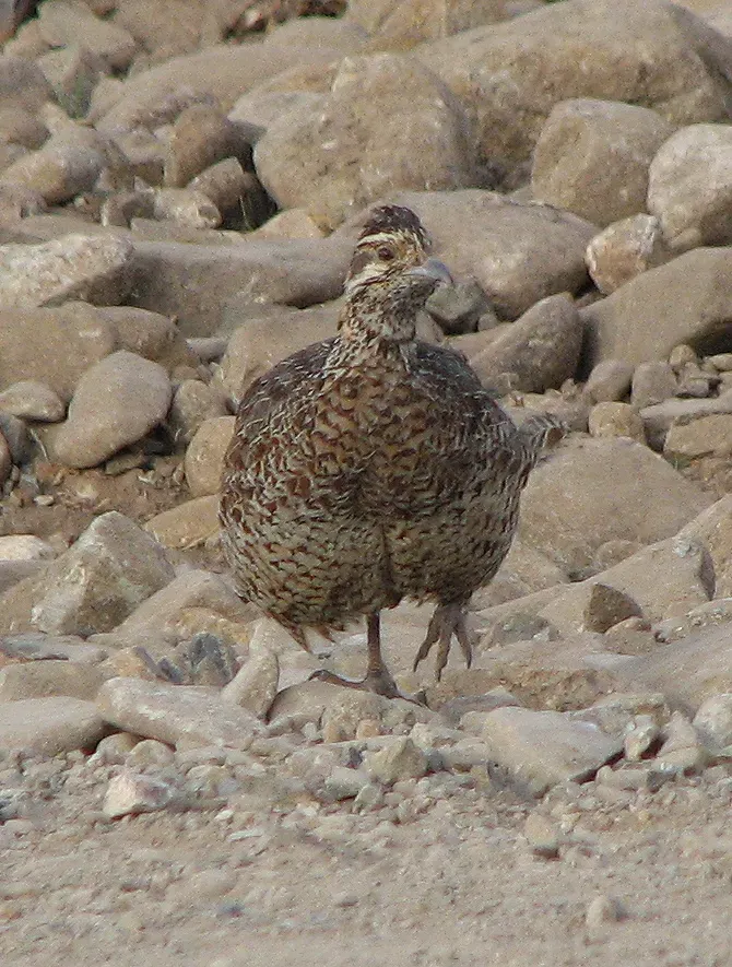 File:Moorland francolin (Scleroptila psilolaema).jpg