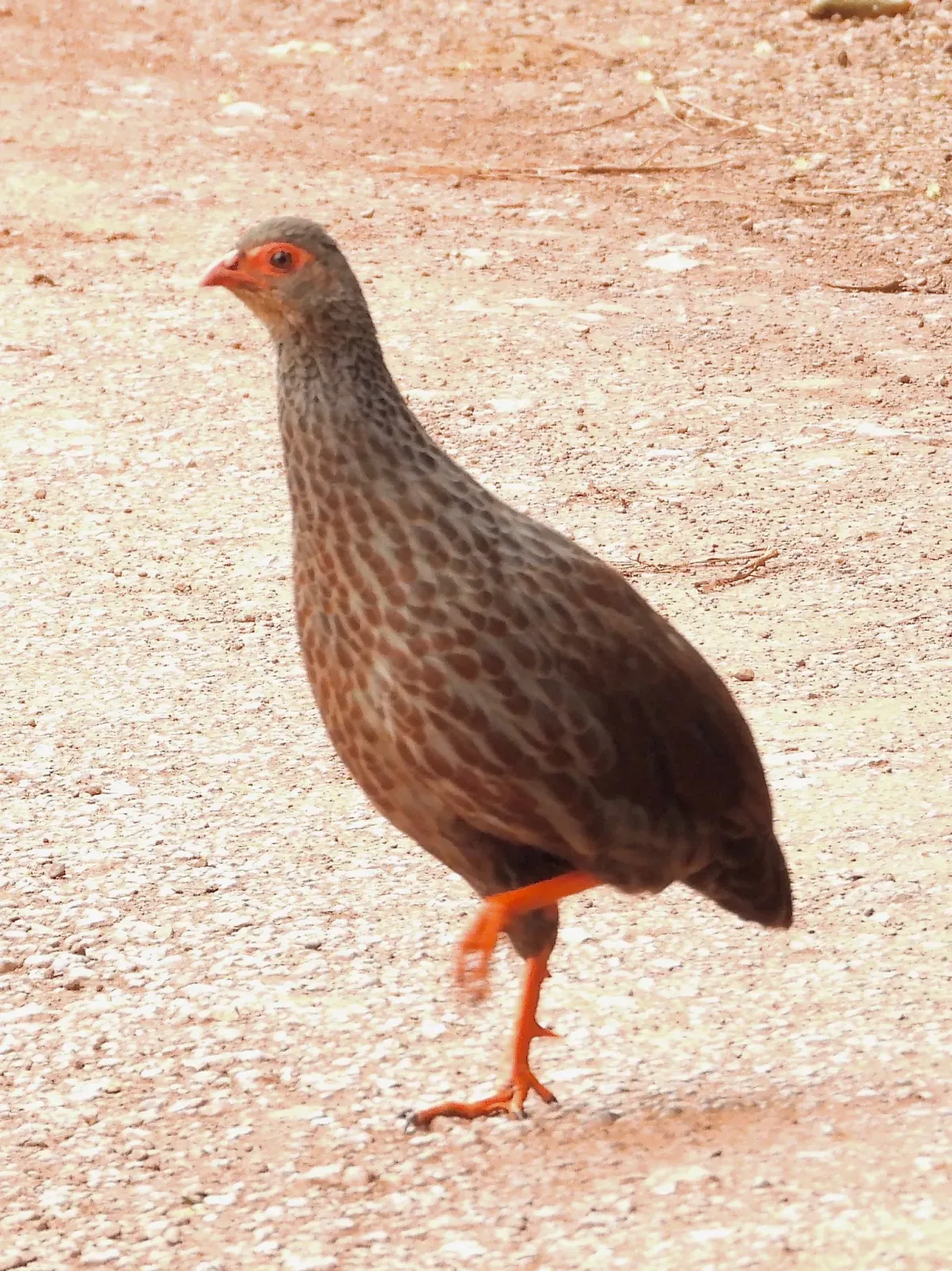 File:Handsome spurfowl (Pternistis nobilis).jpg