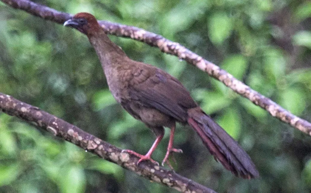 File:Ortalis motmot 44074150 (cropped).jpg