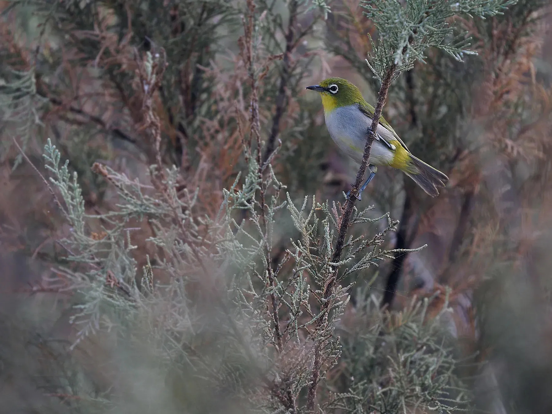 File:Zosterops socotranus - James Eaton - 336780402.jpeg