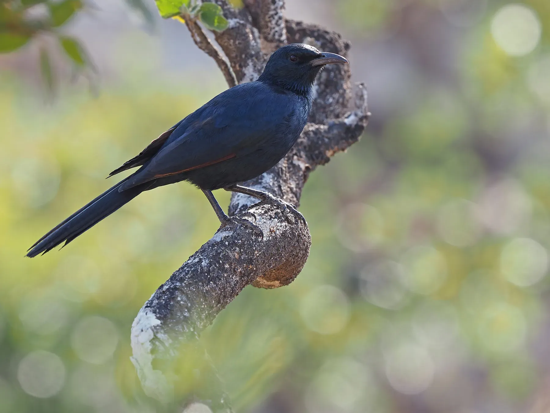 File:Onychognathus frater - James Eaton - 336780393.jpeg