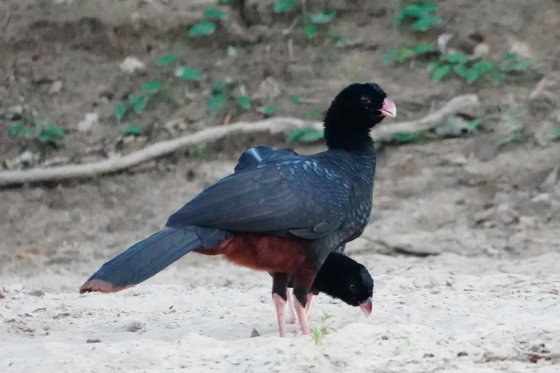 File:Crestless curassow (Mitu tomentosum).jpg