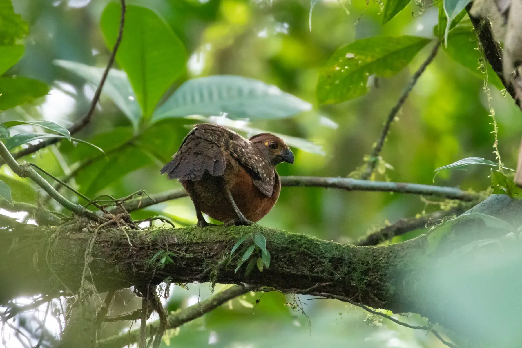 File:Starred wood quail (Odontophorus stellatus).jpg