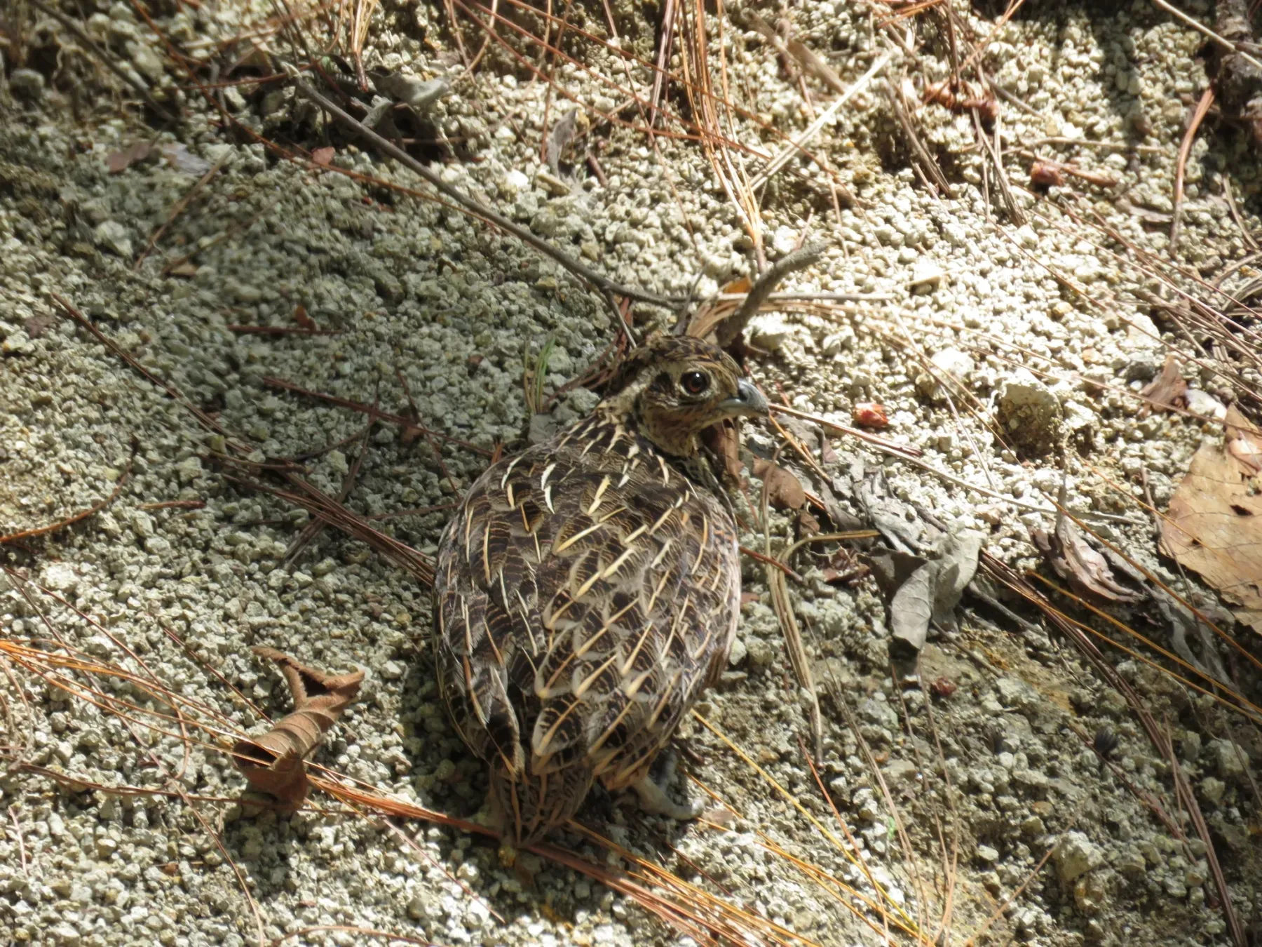 File:Ocellated quail (Cyrtonyx ocellatus).jpg