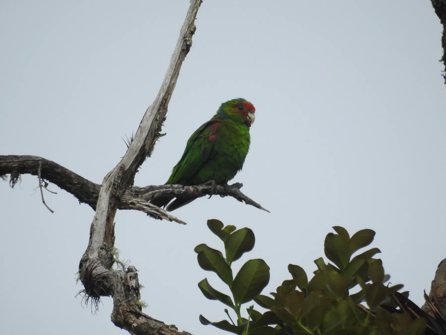 File:Red-faced parrot (Hapalopsittaca pyrrhops).jpg