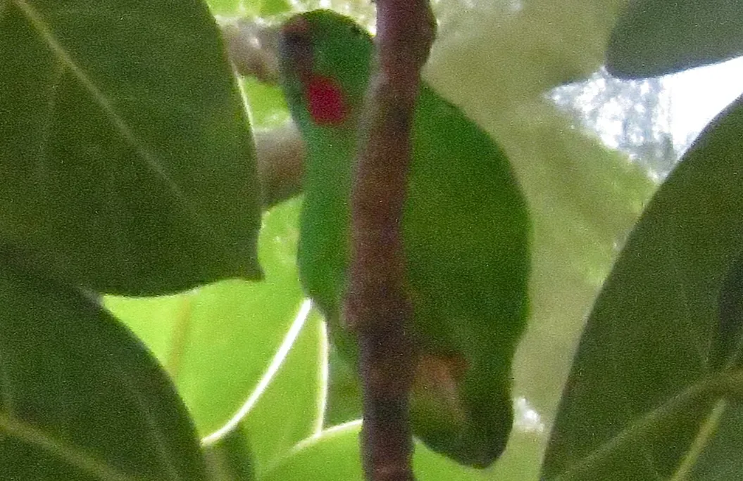 File:Loriculus flosculus 107995904 (cropped).jpg