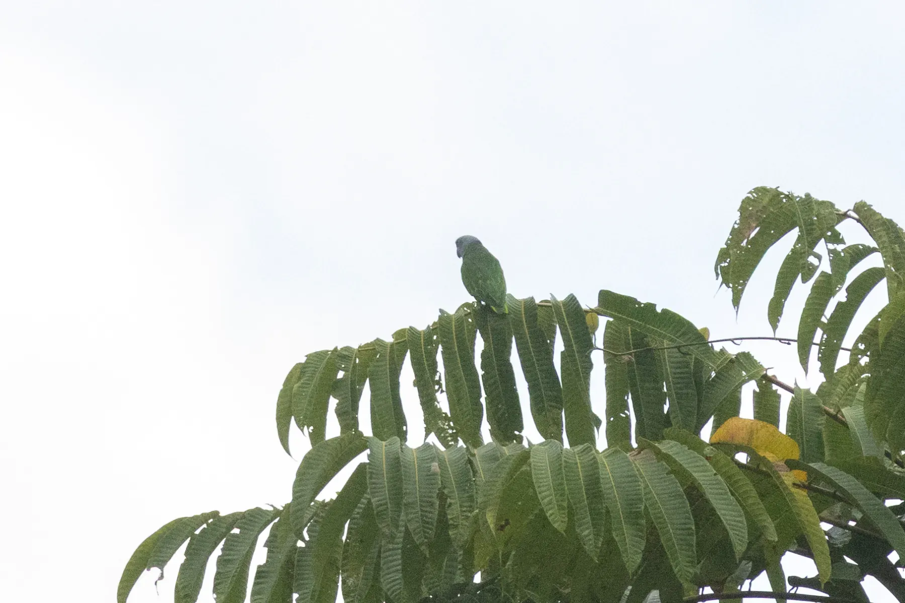 File:Simeulue parrot (Psittinus abbotti) 01.jpg