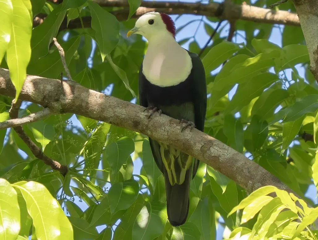 File:Ptilinopus dohertyi - James Eaton (cropped).jpg