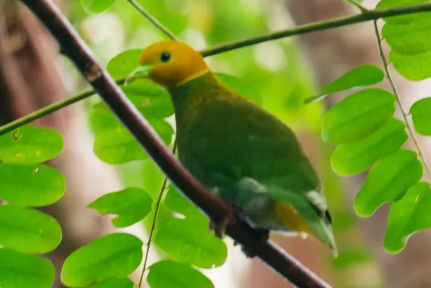 File:Ptilinopus layardi (cropped).jpg