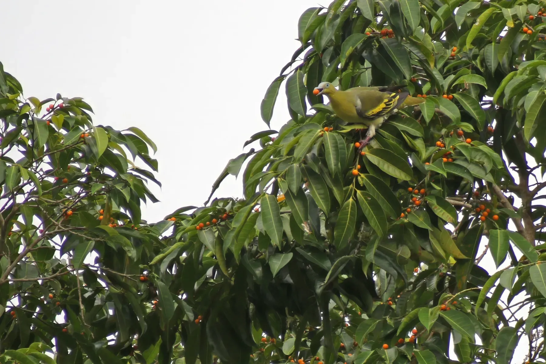 File:Buru green pigeon (Treron aromaticus) 01.jpg