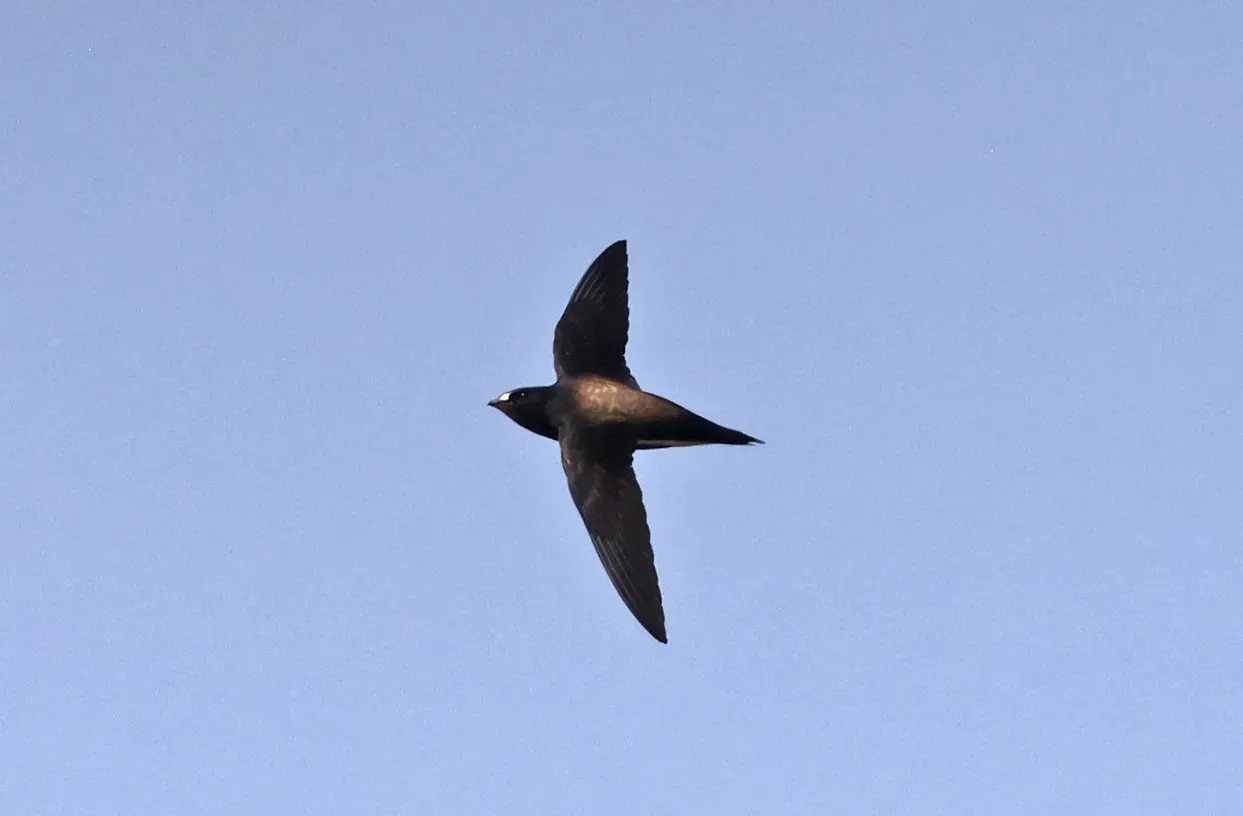 File:Brown-backed Needletail (Hirundapus giganteus).jpg