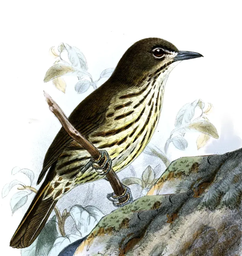 File:Zosterornis striatus Keulemans.jpg