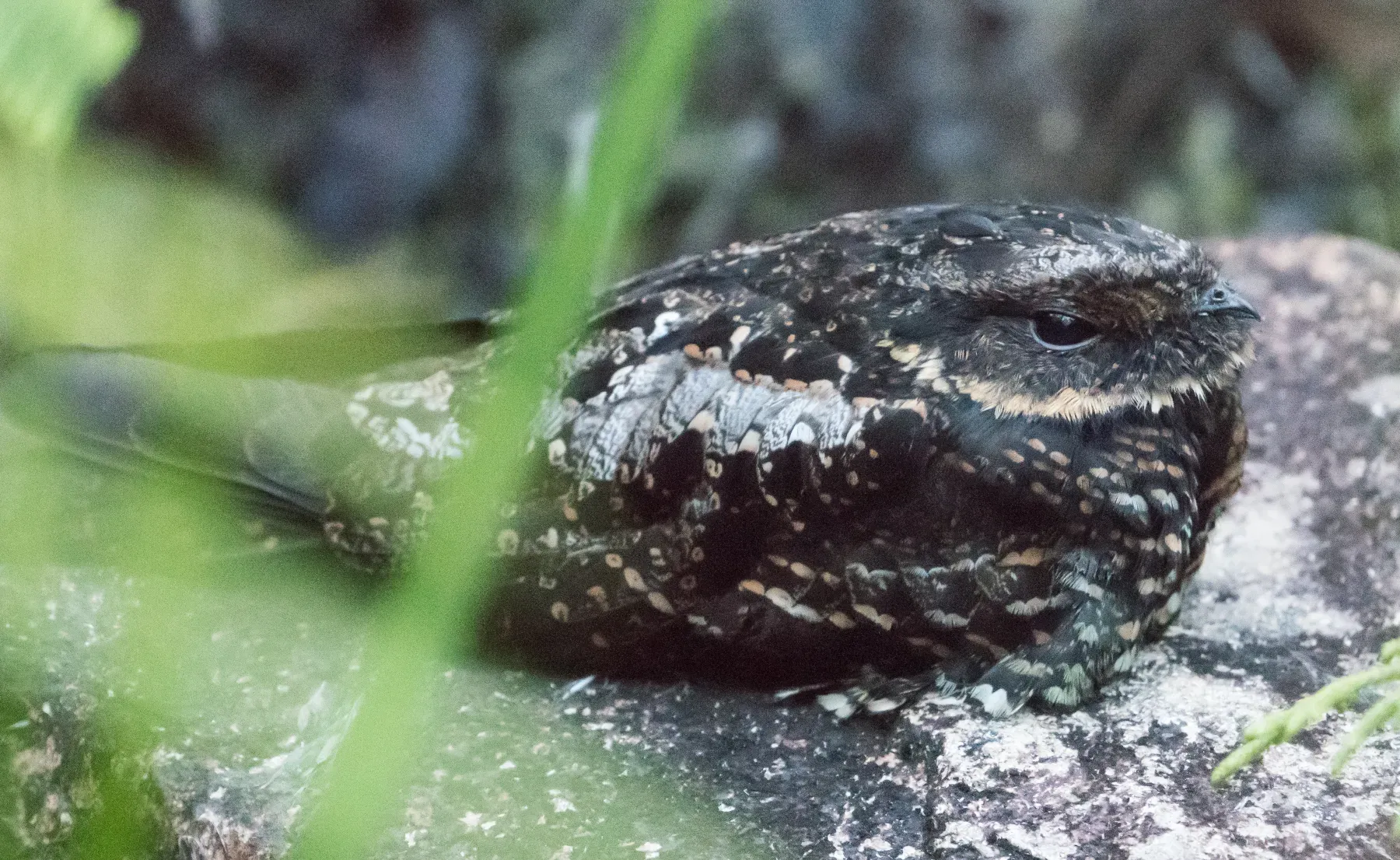 File:Satanic Nightjar - Eurostopodus diabolicus (49475419988).jpg