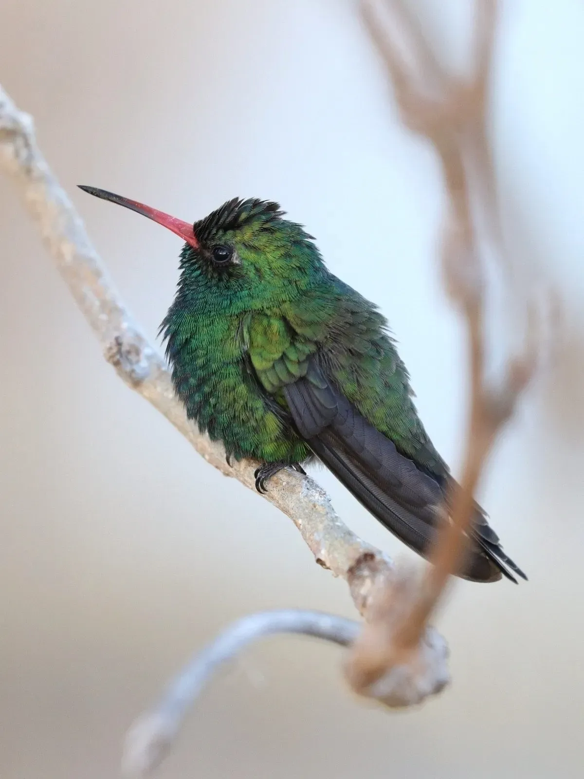 File:Tres Marías Hummingbird (Cynanthus lawrencei).jpg
