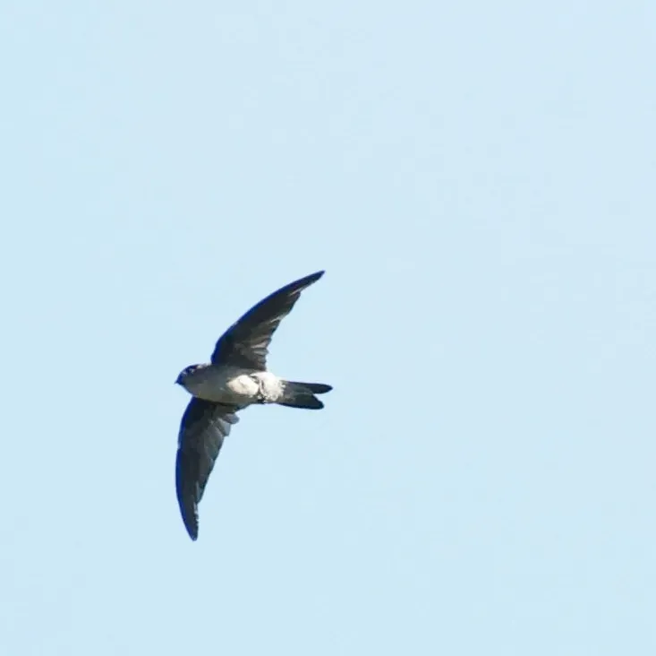 File:Seychelles swiftlet (Aerodramus elaphrus).jpg