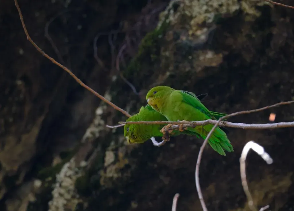 File:Bolborhynchus orbygnesius 252564351.jpg