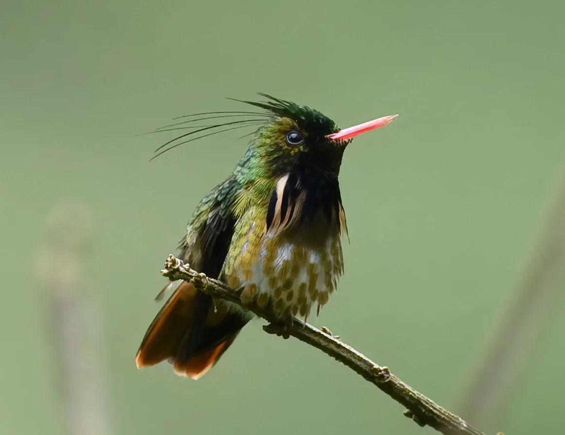 File:Black-crested coquette (Lophornis helenae) (cropped).jpg