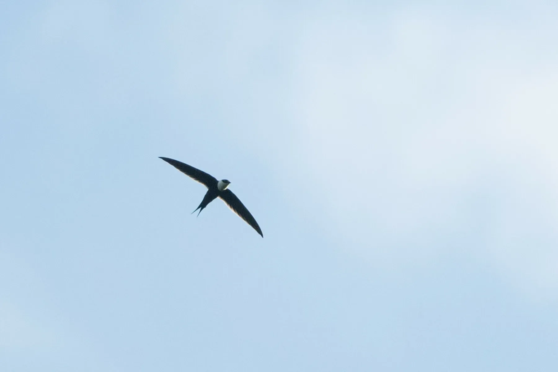 File:Great Swallow-tailed Swift (Panyptila sanctihieronymi).jpg