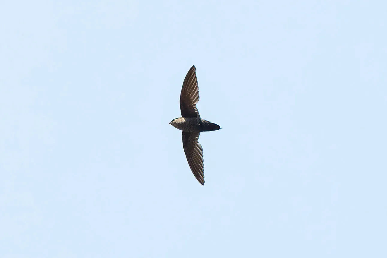 File:Grey-rumped Swift (Chaetura cinereiventris).jpg