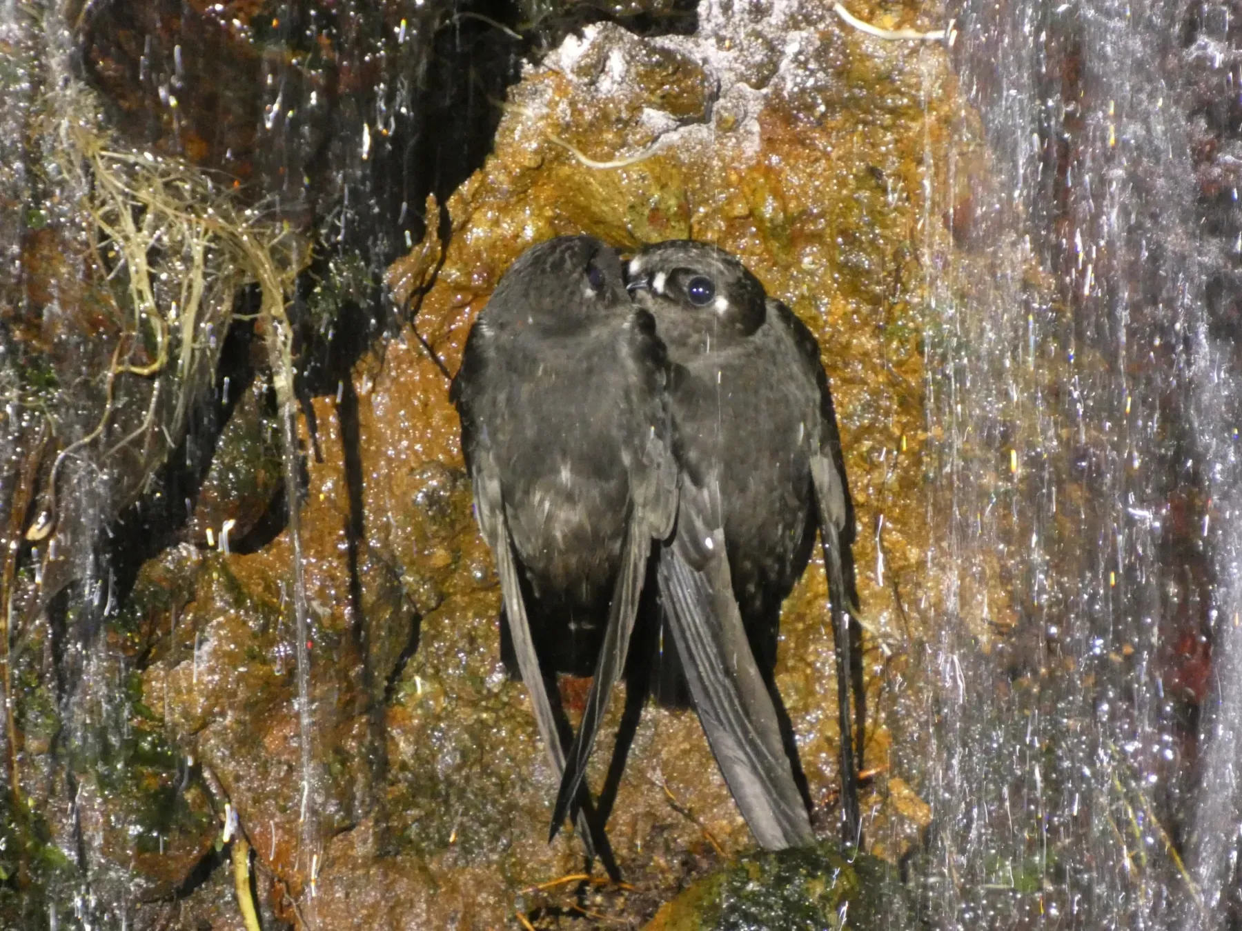 File:Spot-fronted Swift (Cypseloides cherriei).jpg