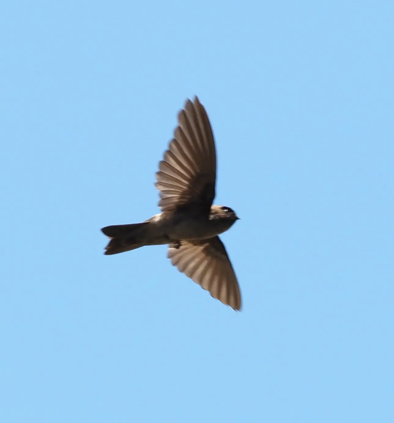 File:Marquesan swiftlet (Aerodramus ocistus).jpg