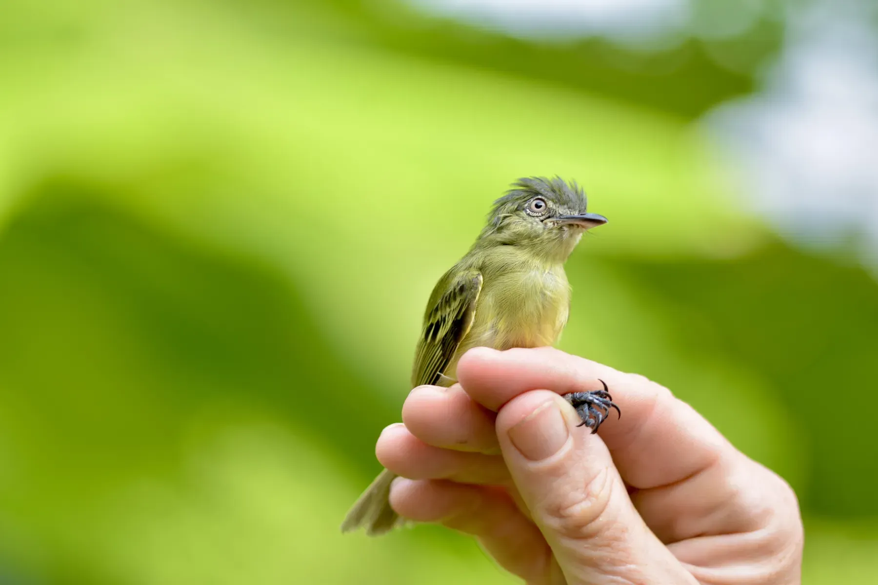File:Tolmomyias poliocephalus Gray-crowned flatbill.jpg